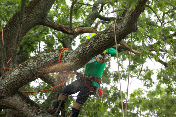 Best Stump Grinding and Removal  in USA